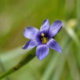 Bermudienne - Herbe au yeux bleus