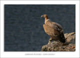 Griffon Vulture - Gyps fulvus