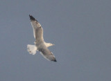 Fugl-II-IMG_2965.jpg