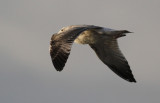 Fugl-III-IMG_2982.jpg