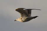 Fugl-III-IMG_2983.jpg