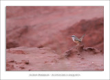 Scrub Warbler - Scotocerca inquieta