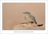 Desert Lark - Ammomanes deserti