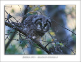 Boreal Owl - Aegolius funereus