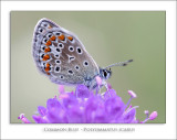 Common Blue - Polyommatus icarus