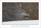 Mistle Thrush - Turdus viscivorus