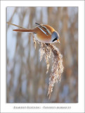 Bearded Reedling - Panurus biarmicus