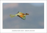 European Bee-eater - Merops apiaster