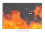 Flight of the Phoenix