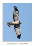 Northern Harrier - Circus cyaneus