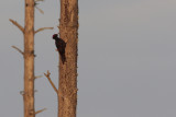 Black Woodpecker, Dryocopus martius (Spillkrka)