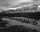 trees at dusk