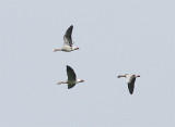 Greylag Goose, Grågås, Anser anser