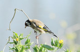 European Goldfinch, Steglits, Carduelis carduelis