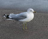 Ring-billed Gull, Ringnäbbad mås, Larus delawarensis
