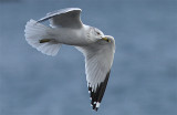 Ring-billed Gull, Ringnbbad ms, Larus delawarensis