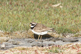 Common Ringed Plover, Större strandpipare, Charadrius hiaticula