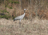 Common Crane, Trana, Grus grus
