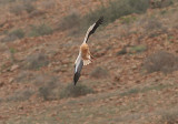 Egyptian Vulture, Smutsgam, Neophron percnopterus
