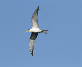 Lesser Crested Tern, Iltärna, Sterna, bengalensis