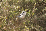 Southern Grey Shrike, Ökenvarfågel, Larius meridionalis algeriensis