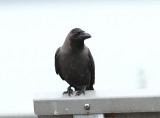 House Crow, Husskråka, Corvus splendus
