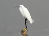Little Egret, Silkeshäger, Egretta garzetta