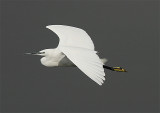 Little Egret, Silkeshäger, Egretta garzetta
