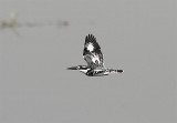 Pied Kingfisher, Gråfiskare, Ceryle rudis