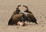 Lappet-faced Vulture, Örongam, Torgos trachelioyus