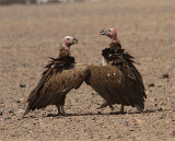 Lappet-faced Vulture, Örongam, Torgos trachelioyus