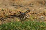 Red-throated Pipit, Rödstrupig piplarka, Anthus cervinus