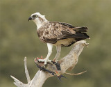 Osprey, Fiskgjuse, Pandion haliaetus