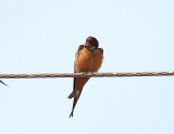 Barn Swallow, Ladusvala, Hirundo rustica savignii