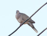 African Mourning Dove, Sorgduva, Streptopelia decipiens