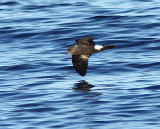 Madeiran Storm-petrel, Oceanlöpare, Oceanodroma castro