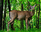 Doe - A Deer, a Female Deer