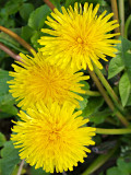 Dandelions