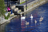 Swan Song