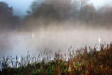 Three Foggy Swans