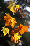 Last Leaves