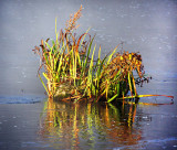 Foggy Reeds