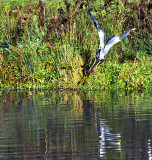 Heron Takeoff