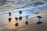 Five Sanderling