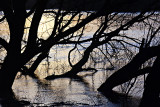 Flooded Riverbank