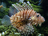 Lionfish (Pterois)