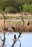 Nesting Cormorants