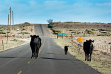 Cattle Guards