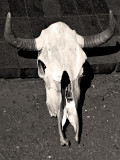 Cow Skull