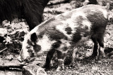 Young Wild Boar